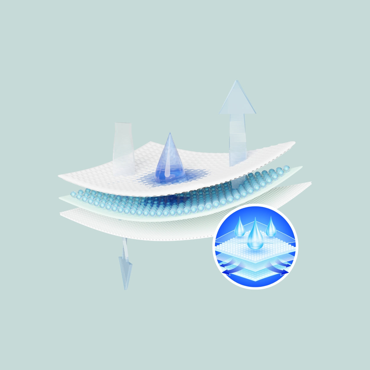 Adult Brief Absorption